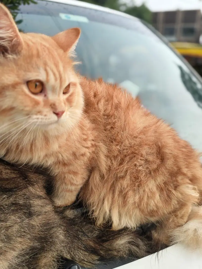 ​Pure Triple Coat Persian Cats/Kittens for Sale - Healthy & Active — photo 5