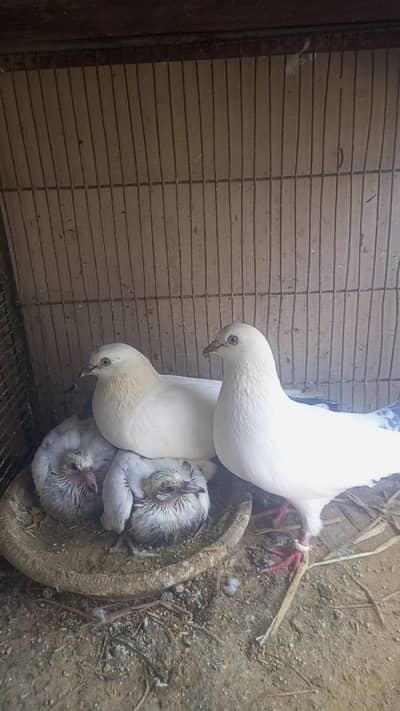 KALDUMA BREEDER PAIR WITH 2 KIDS