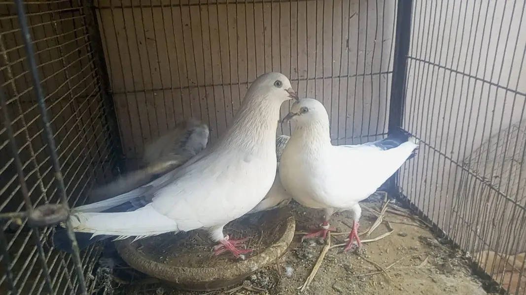 KALDUMA BREEDER PAIR WITH 2 KIDS — photo 2