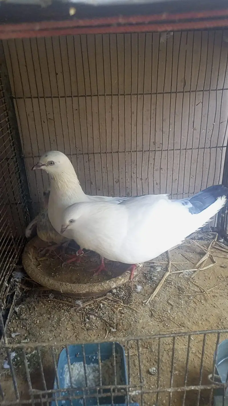 KALDUMA BREEDER PAIR WITH 2 KIDS — photo 3