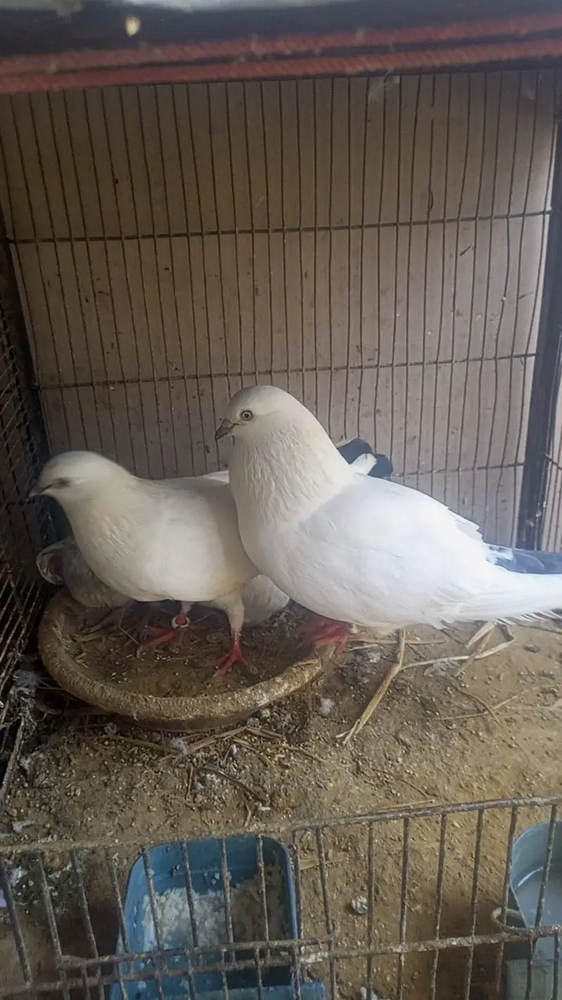 KALDUMA BREEDER PAIR WITH 2 KIDS — photo 4