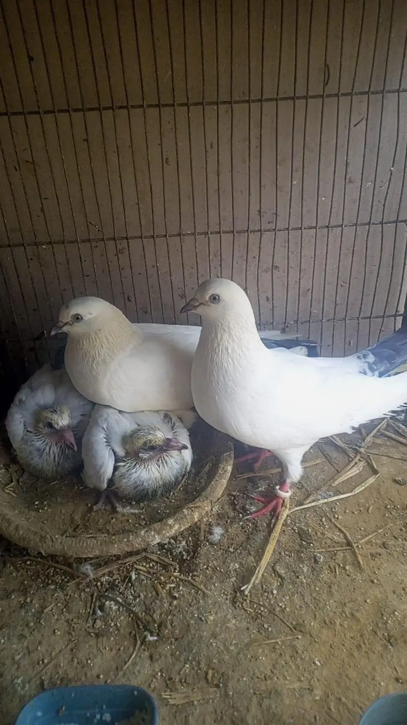 KALDUMA BREEDER PAIR WITH 2 KIDS — photo 5