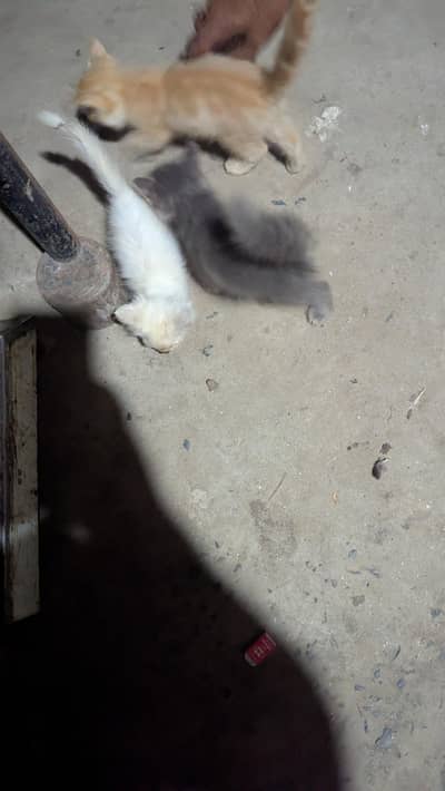 cat baby fore sale