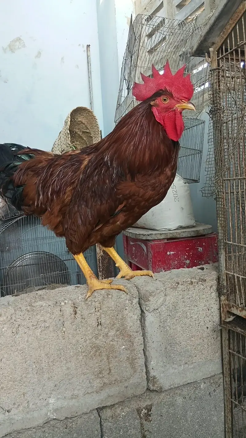 Lohman Brown males available 2.5kg live weight — photo 2
