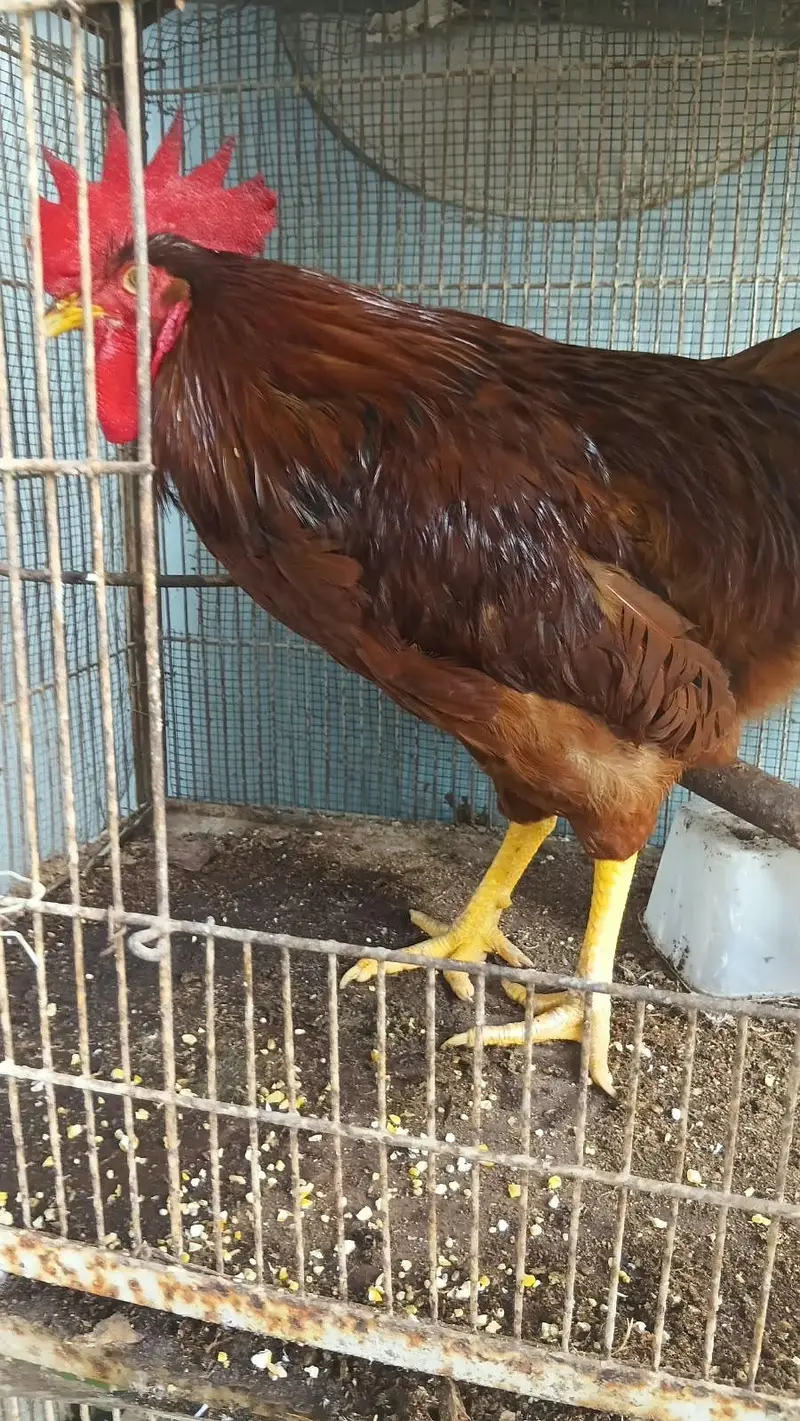 Lohman Brown males available 2.5kg live weight — photo 3