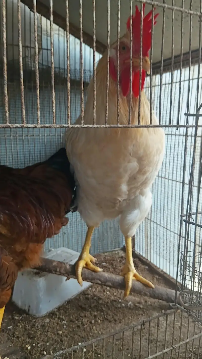 Lohman Brown males available 2.5kg live weight — photo 4