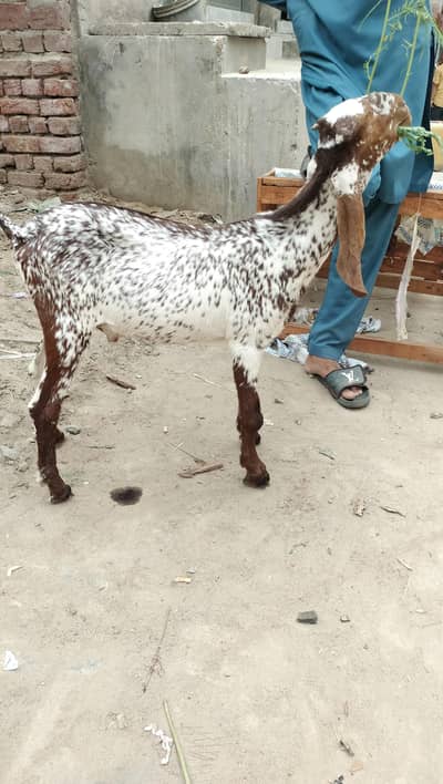 breeder quality cheena male