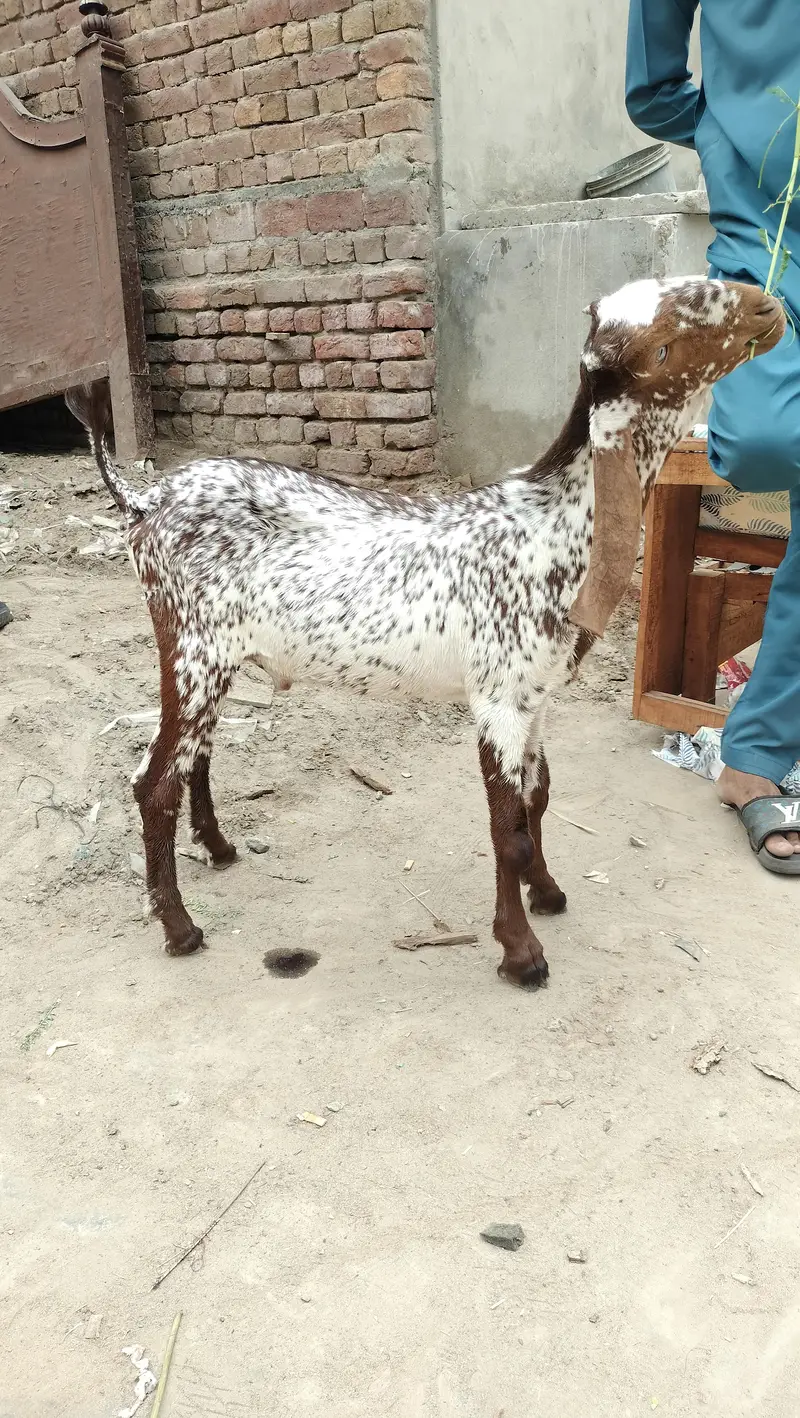breeder quality cheena male — photo 2