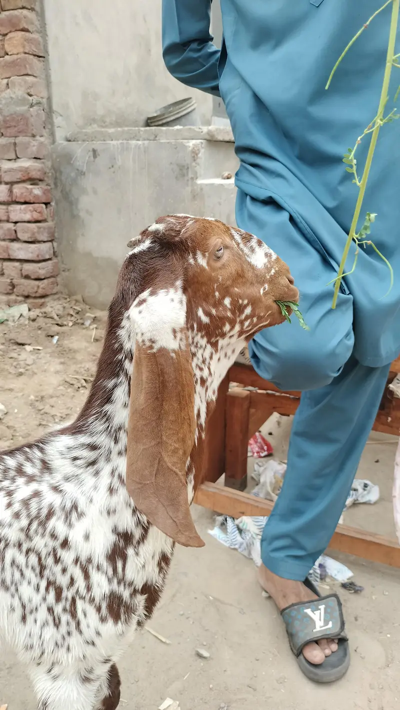 breeder quality cheena male — photo 3