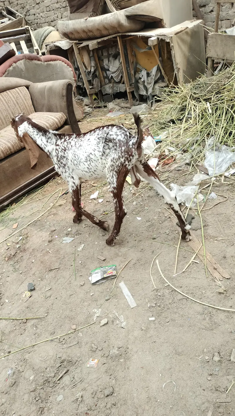 breeder quality cheena male — photo 4