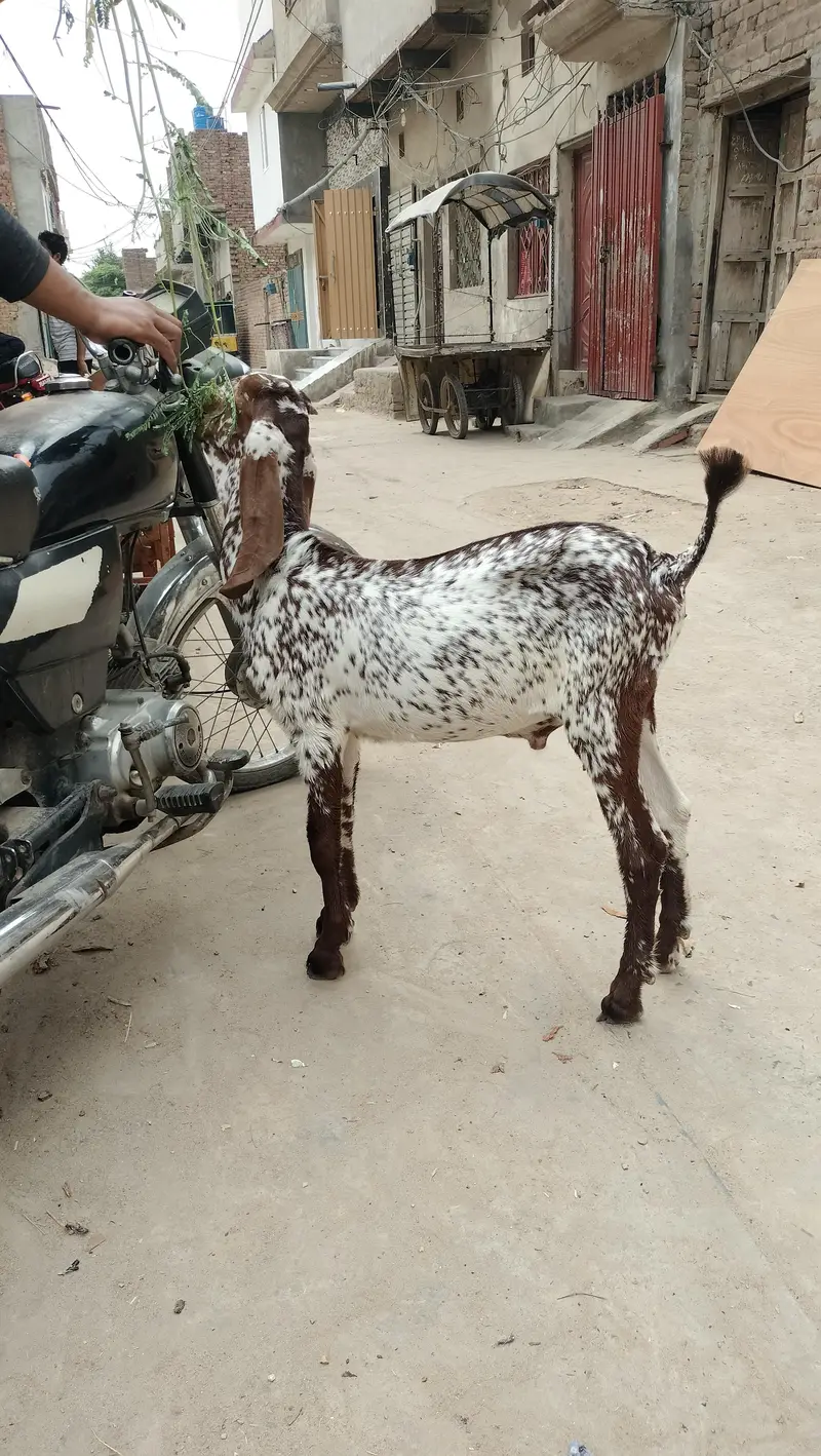 breeder quality cheena male — photo 5