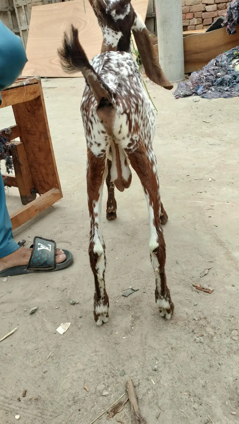 breeder quality cheena male — photo 6