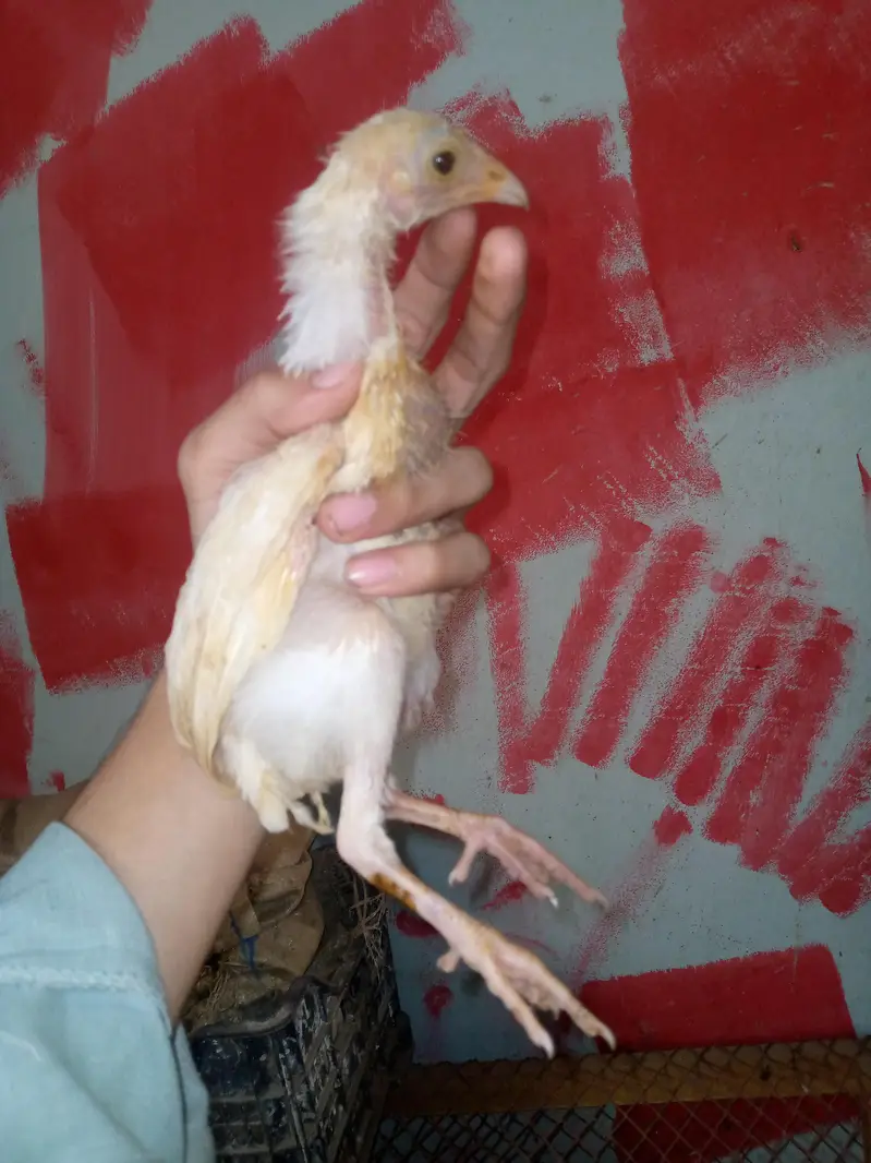 aseel han 7 chicks — photo 5