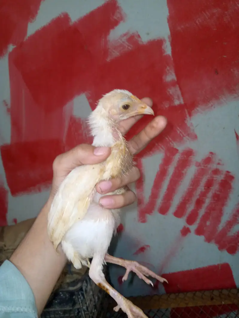 aseel han 7 chicks — photo 6