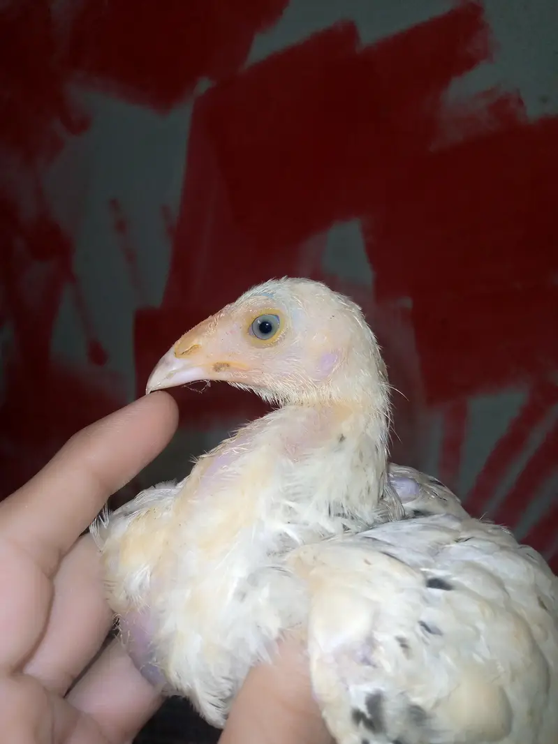 aseel han 7 chicks — photo 7