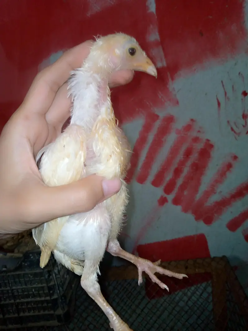 aseel han 7 chicks — photo 8