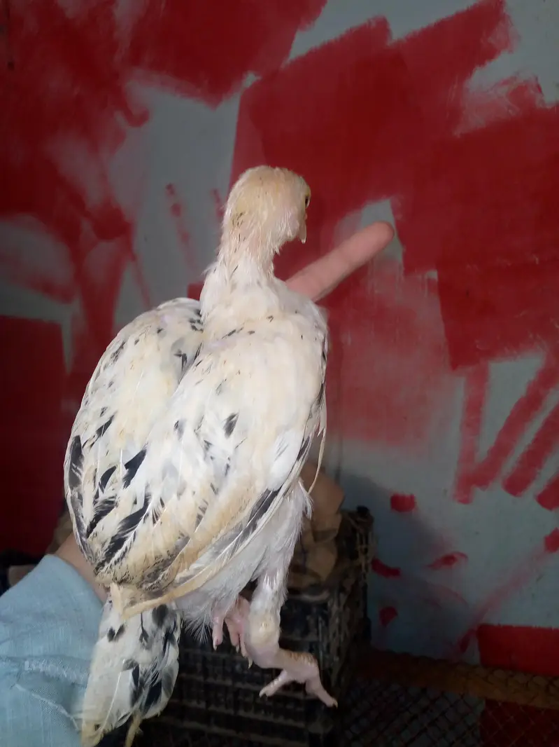 aseel han 7 chicks — photo 9
