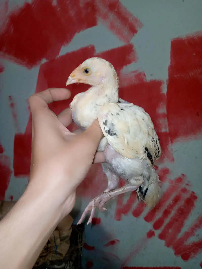 aseel han 7 chicks — photo 10