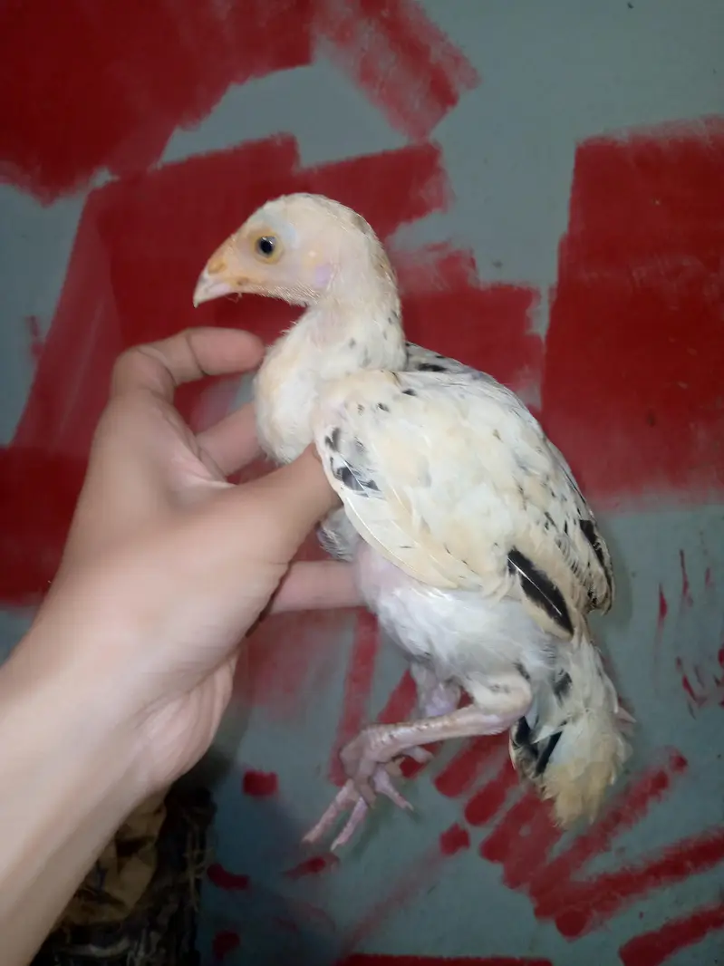 aseel han 7 chicks — photo 11