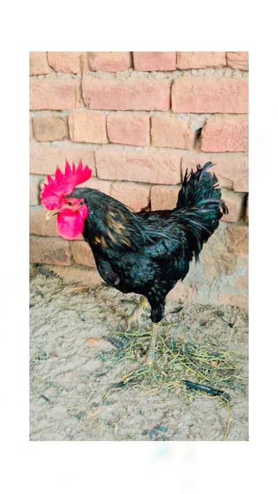 Austrolop male for sale