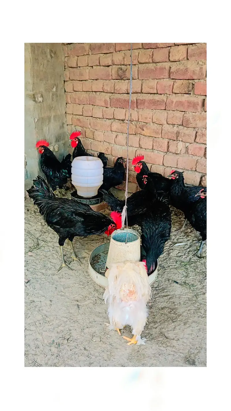 Austrolop male for sale — photo 2