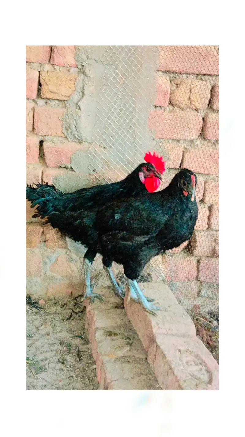 Austrolop male for sale — photo 3