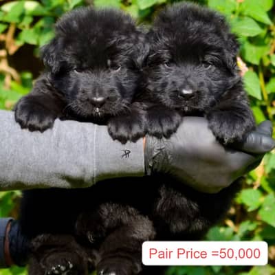 Black German Shepherd pair | long coat | German Shepherd puppies
