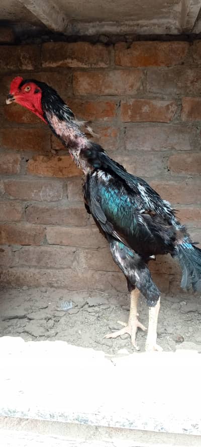 German O Shamo