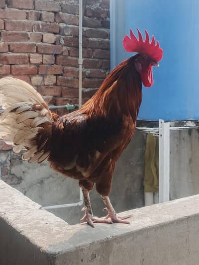 Desi murgy