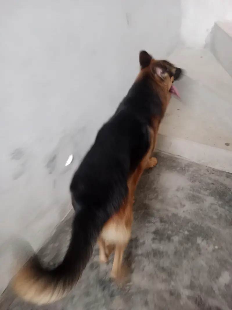 German Shepherd Dog – Healthy & Active | For Sale — photo 2