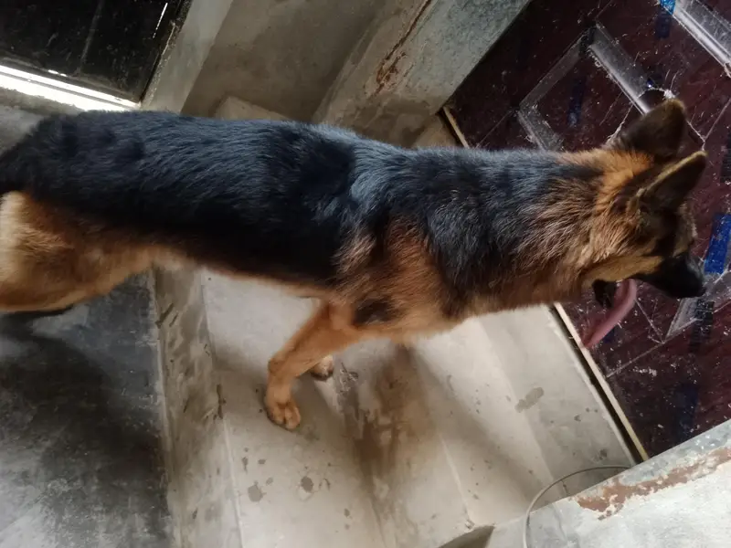 German Shepherd Dog – Healthy & Active | For Sale — photo 3