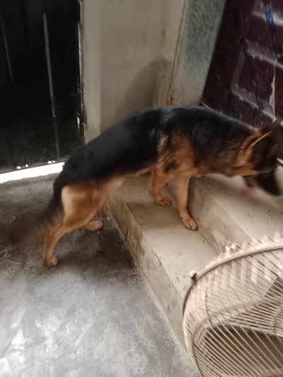 German Shepherd Dog – Healthy & Active | For Sale