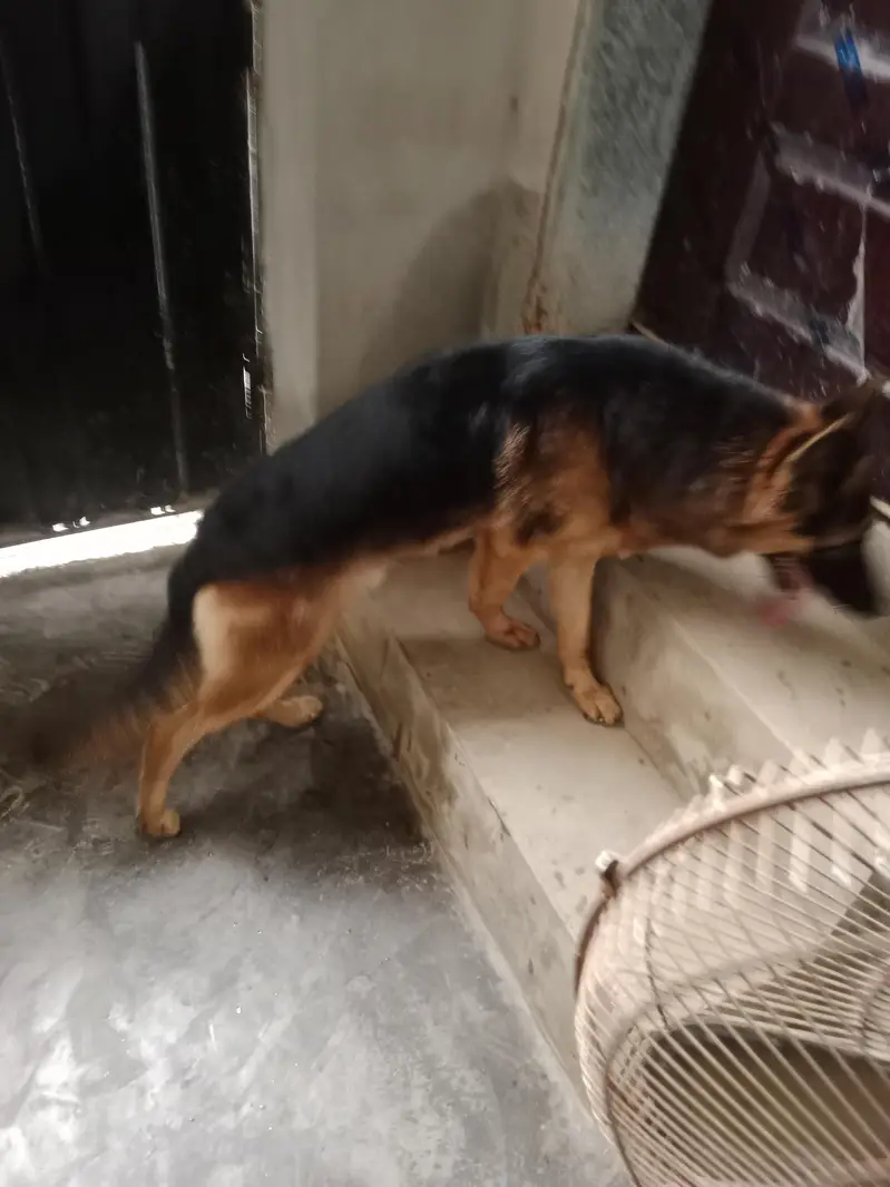 German Shepherd Dog – Healthy & Active | For Sale