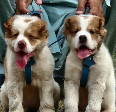 Top Quality King Alabai Pair Available - 2 Months Old