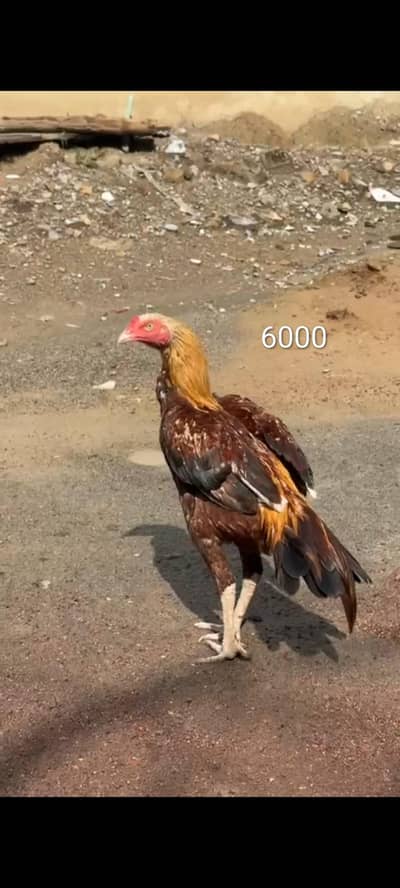 Urgent Sale Aseel patha pair