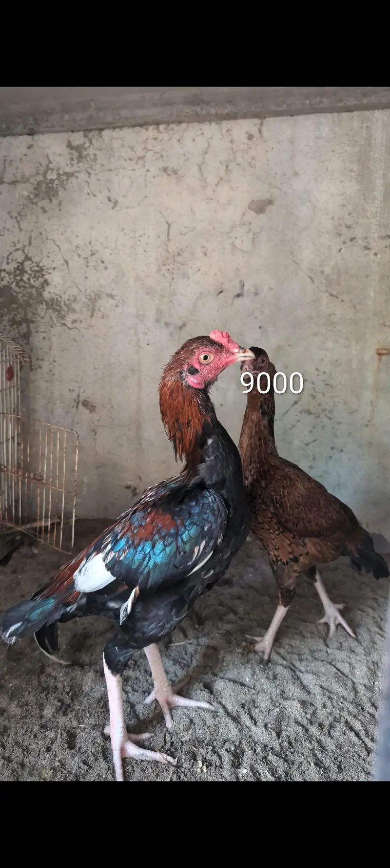 Urgent Sale Aseel patha pair — photo 4