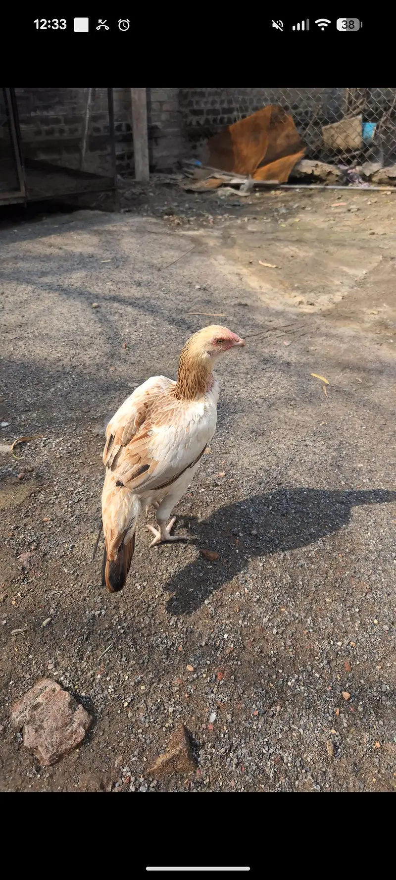 Urgent Sale Aseel patha pair — photo 6