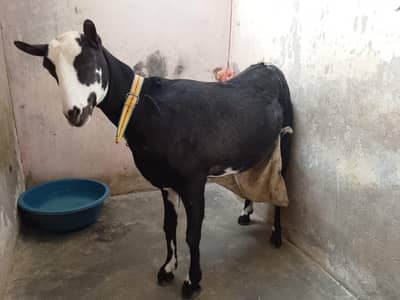 black pandi female