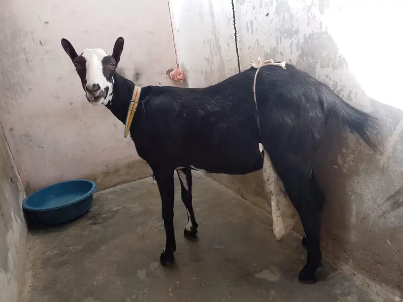 black pandi female — photo 2