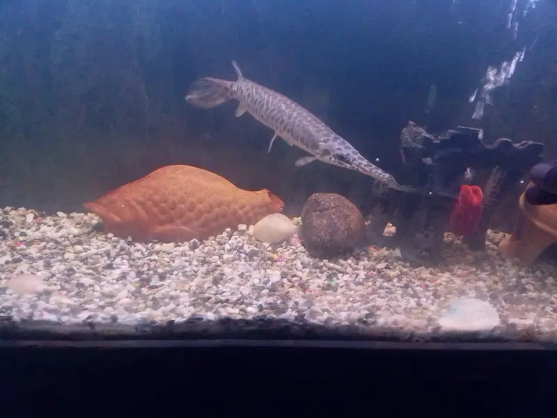 (Alligator Gar Fish)