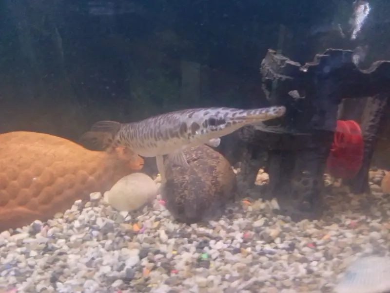 (Alligator Gar Fish) — photo 2