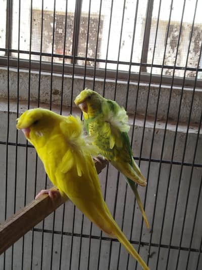 cage. and hogoromo patha pair
