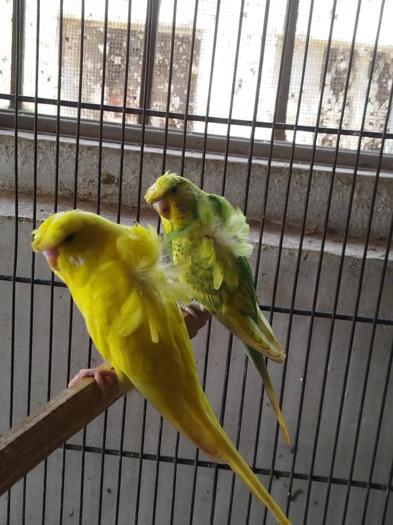 hogoromo patha pair 0