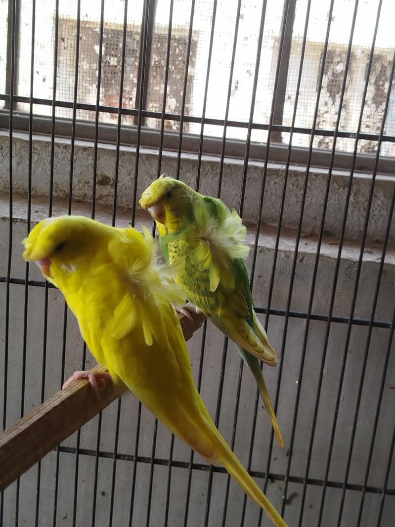 hogoromo patha pair 1