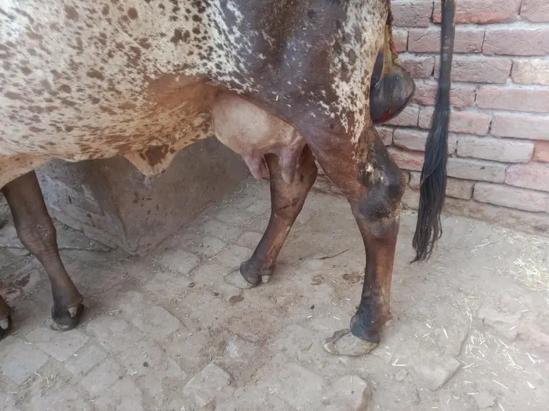desi gay aur bachi taaja baccha WhatsApp number. 03206819426 — photo 2