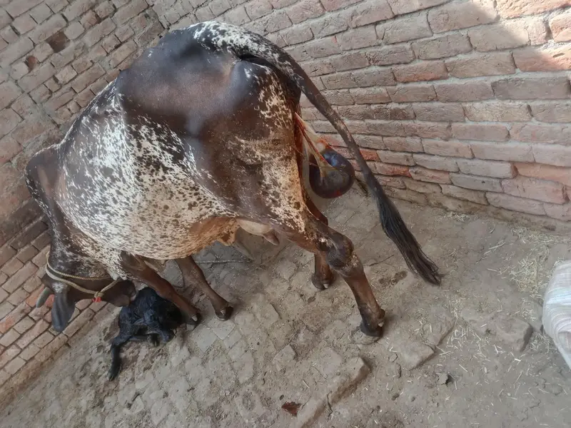 desi gay aur bachi taaja baccha WhatsApp number. 03206819426 — photo 3