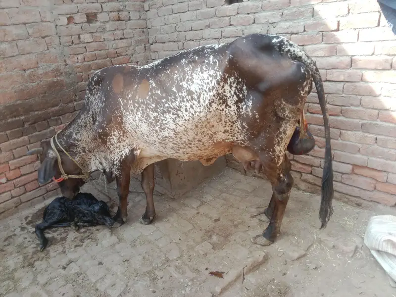 desi gay aur bachi taaja baccha WhatsApp number. 03206819426 — photo 4