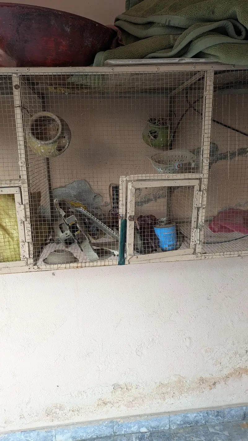 angle cage condition 10/9 well k sath hang hota hai — photo 6