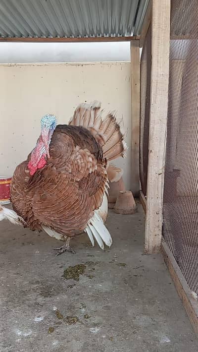 Adult Turkey Pair Black & brown, Turkey meat, 18 months pair
