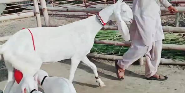 Rajanpuri Bakri Our 2 Bacchon ka sath For Sale _ 03299224671